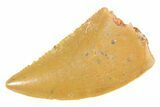 Serrated Raptor Tooth - Real Dinosaur Tooth #364704-1